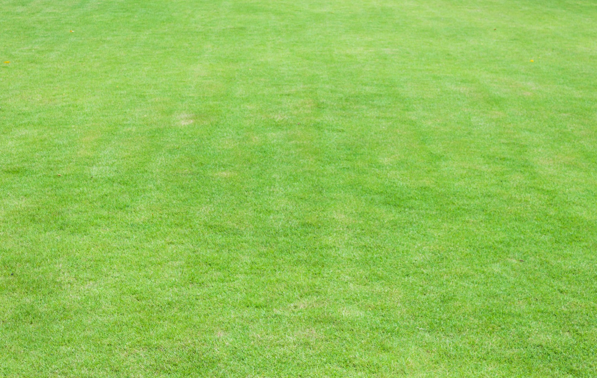 Green Grass Background Texture